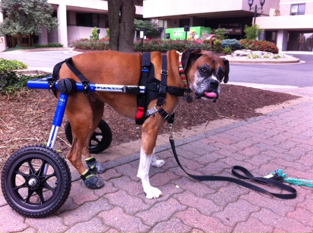 Boags the paralyzed Boxer in his new Walkin' Wheels dog wheelchair