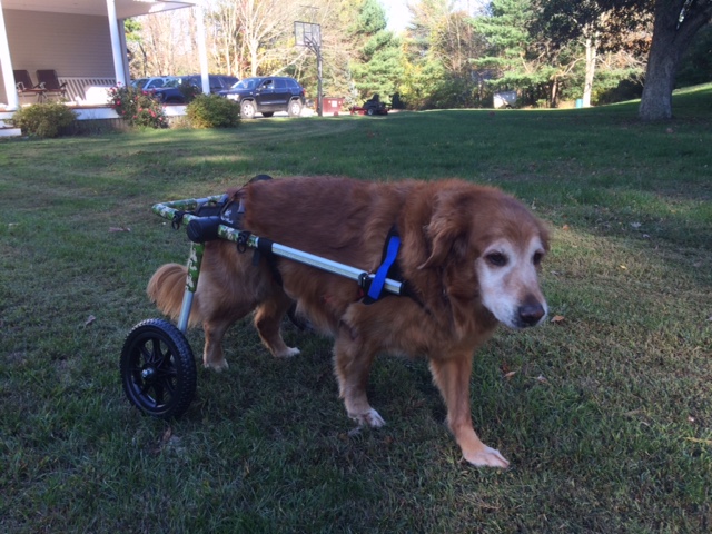 Walkin' Wheels dog wheelchair