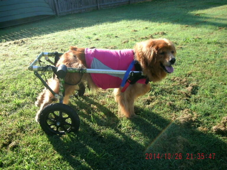Walkin Wheels Helps Spondylosis Dog Walk Again