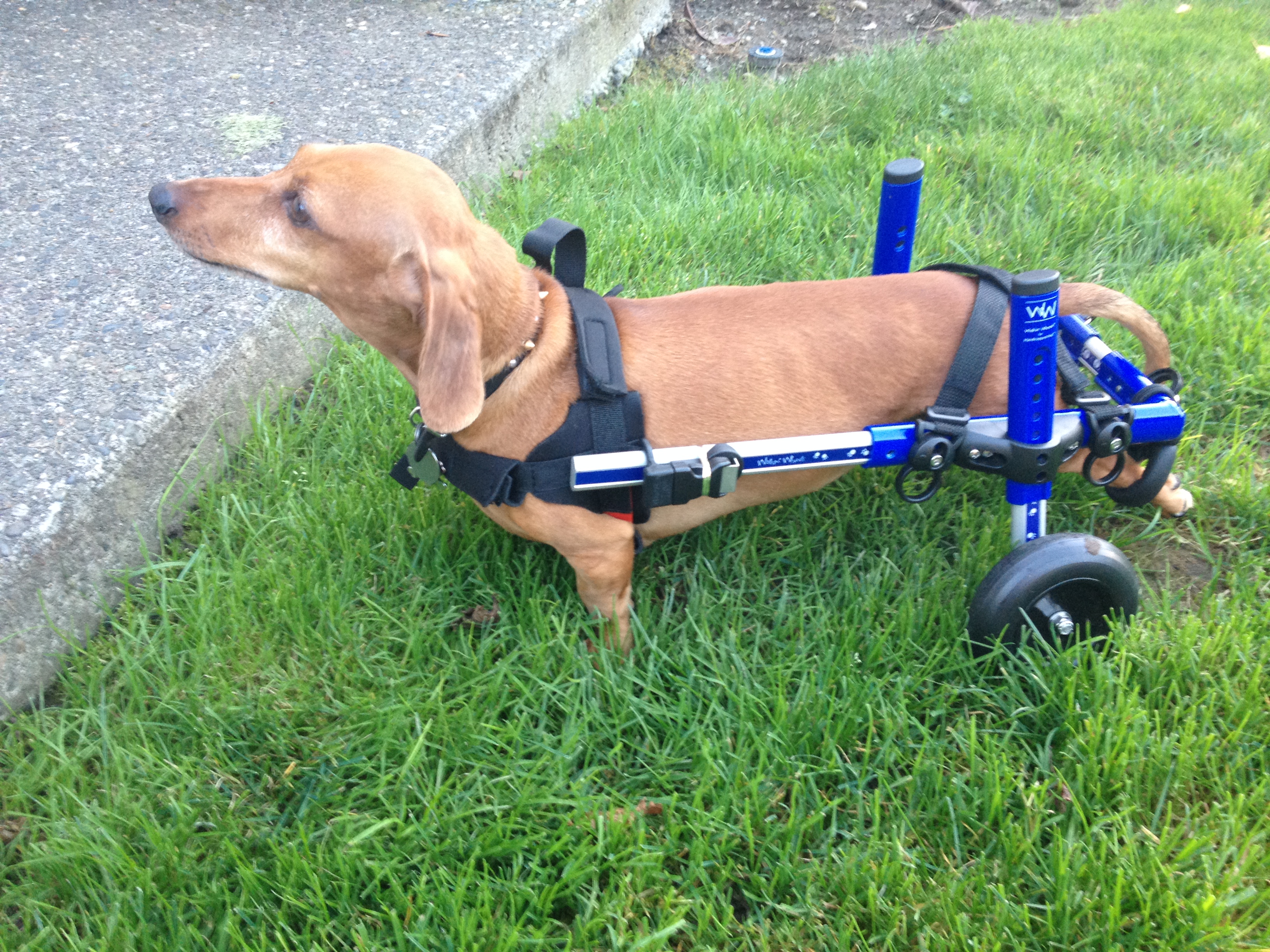 Paralyzed dachshund, Tucker is learning to walk again
