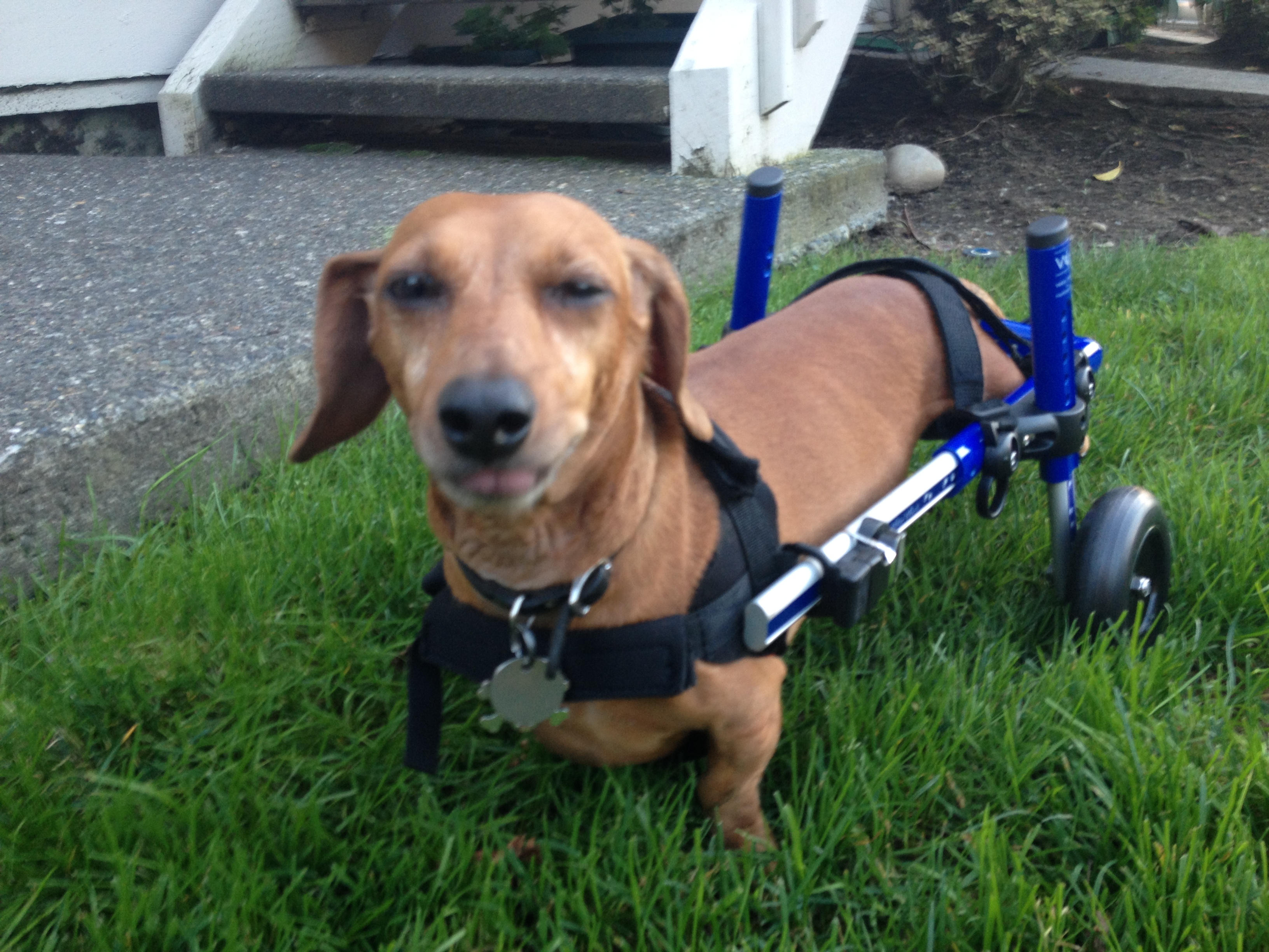 Paralyzed Dachshund regains mobility in Walkin' Wheels dog wheelchair