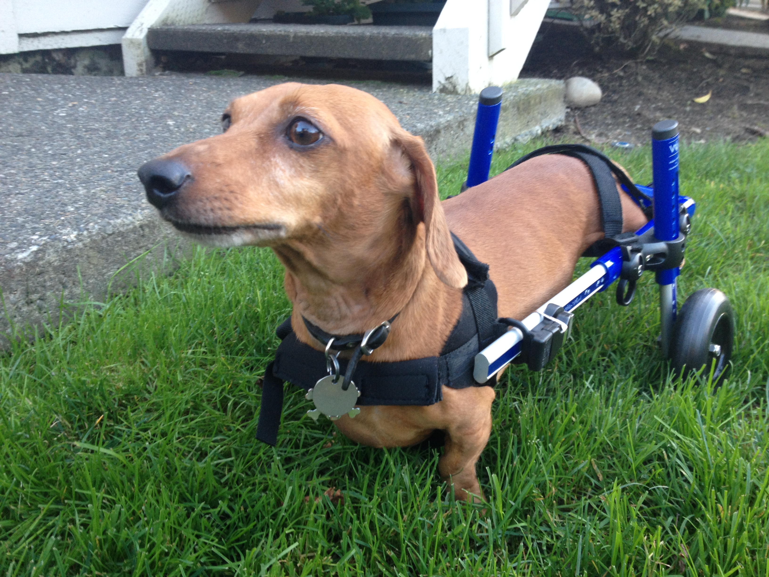 Put the paralyzed dachshund in a new dog wheelchair