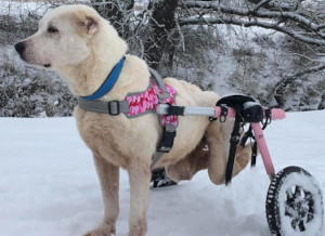 warrior front harness for dog wheelchair