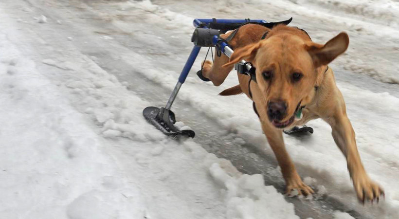 Large wheelchair dog runs in skis