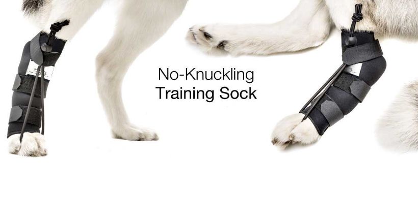 no knuckling training sock for dogs