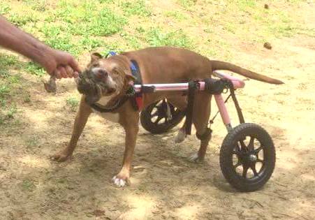 Disabled pit bull plays tug of war