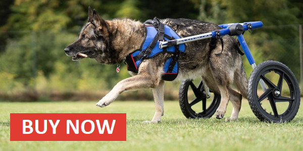 Treatment for degenerative myelopathy in dogs