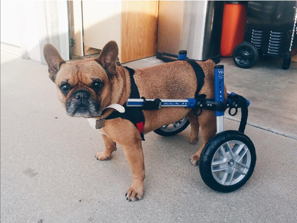 rear dog wheelchair for frenchie