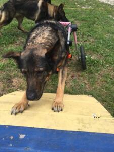 Wheelchair Police dog uses wheelchair during training
