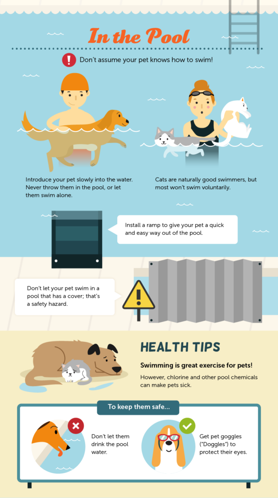 dog pool safety