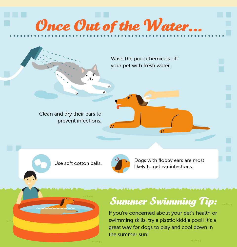 dog pool safety