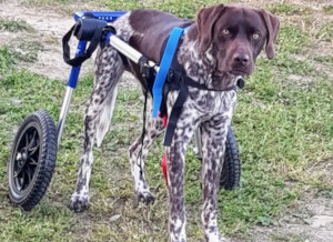 German Shorthaired Pointer uses wheelchair