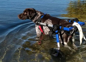 Disabled German Shorthaired Pointer