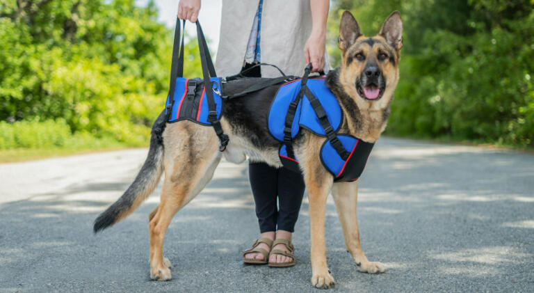 German Shepherd uses support harness to walk