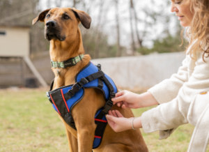 Front harness to lift large dog
