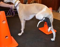 canine rehabilitation for proprioception