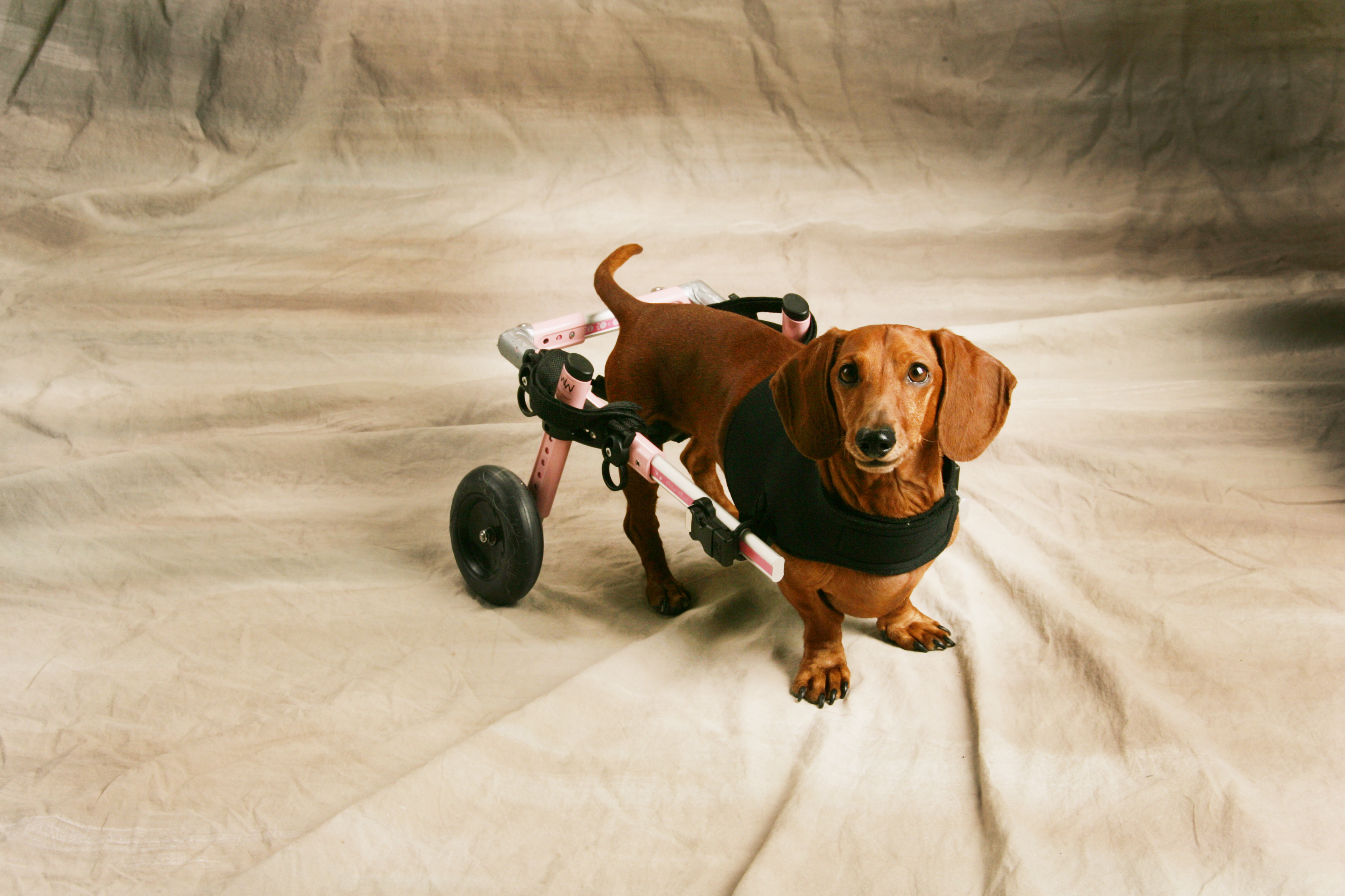 Dachshund cart for rescue dog