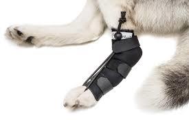 no knuckling training sock for dogs