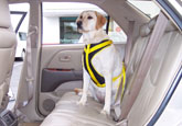 dog seat belt