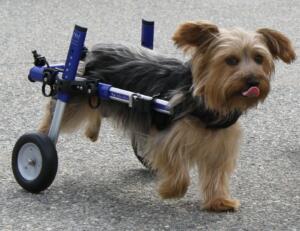 Yorkie paralyzed in rear legs