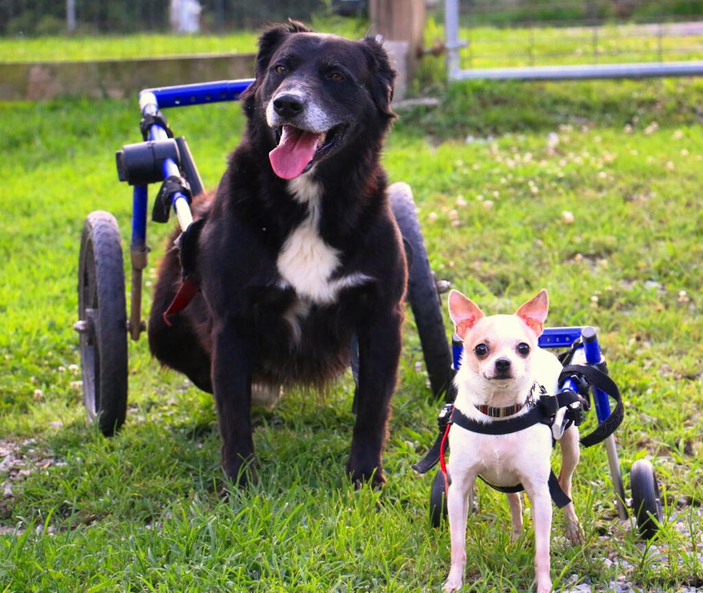 dog-wheelchairs
