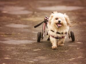 Happy Dog in a Wheelchair
