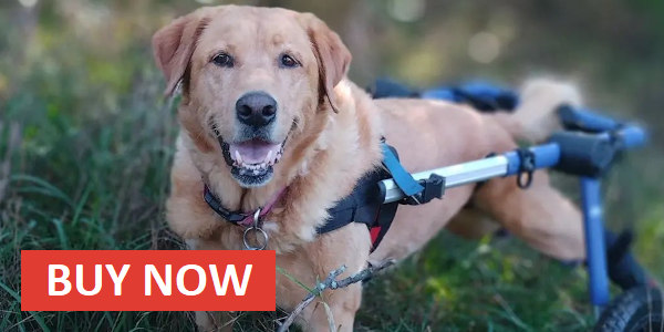 silla de ruedas para perro para retriever