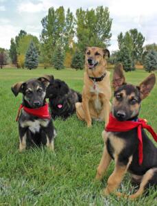 Pine Ridge Reservation dogs