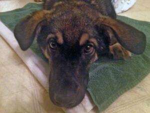 Lakota Animal Care rescue dog
