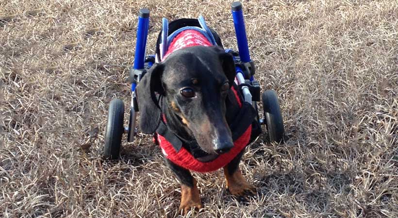 paralyzed Dachshund uses dog wheelchair