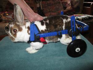 bunny wheelchair for disabled rabbit