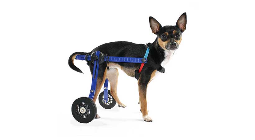toy_dog_breed_wheelchair