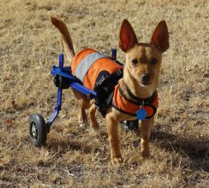 mini wheelchair for disabled toy dog