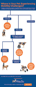 Choose the right support for a dog with mobility loss