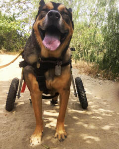 Shepherd mix walks in new wheelchair