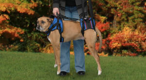 dog-lift-support-harness
