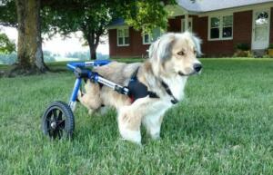 improved mobility with Walkin' Wheels dog wheelchair