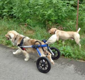 disabled dogs walking