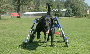 full-support-dog-wheelchair