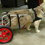 first-wheelchair