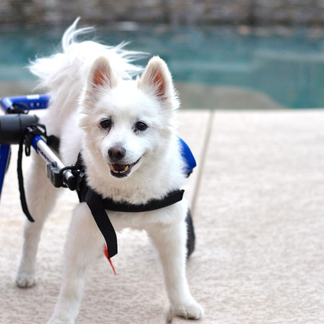 wheelchair-for-dogs