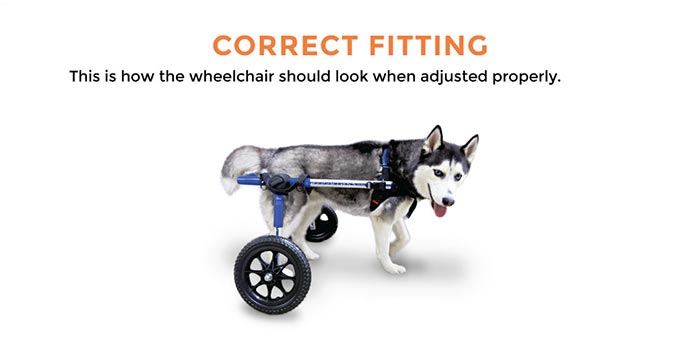Correct Fitting of Walkin' Wheels Dog Wheelchair