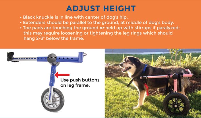 Adjust height of dog wheelchair