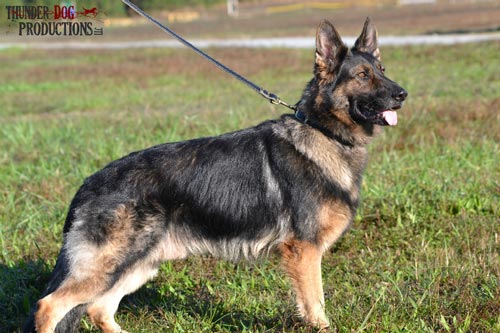 german shepherd protection dog