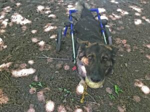 dog-with-dm-in-wheelchair
