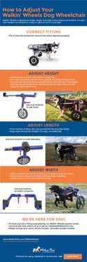 dog wheelchair fitting