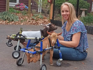 goat wheelchair