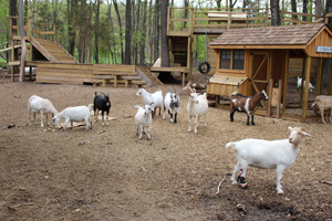 goats of anarachy rescue