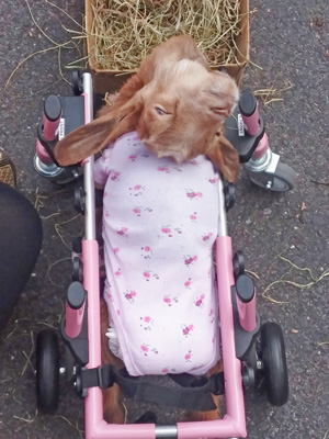 disabled goat life has value