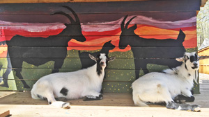 goat sanctuary